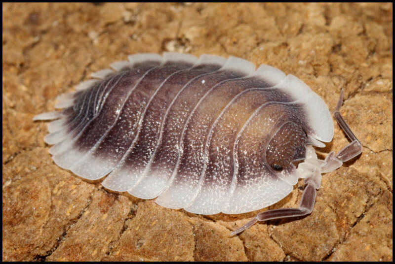 Porcellio werneri