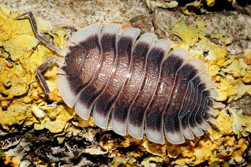 Porcellio werneri