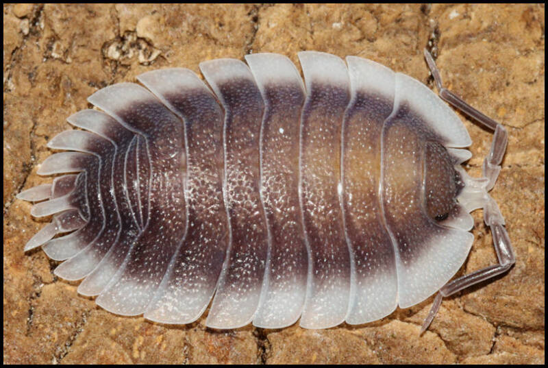 Porcellio werneri