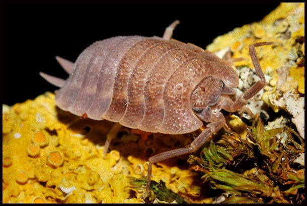 Trachelipus camerani 'Corfu'