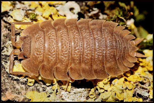 Trachelipus camerani 'Corfu'