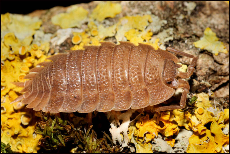 Trachelipus camerani 'Corfu'