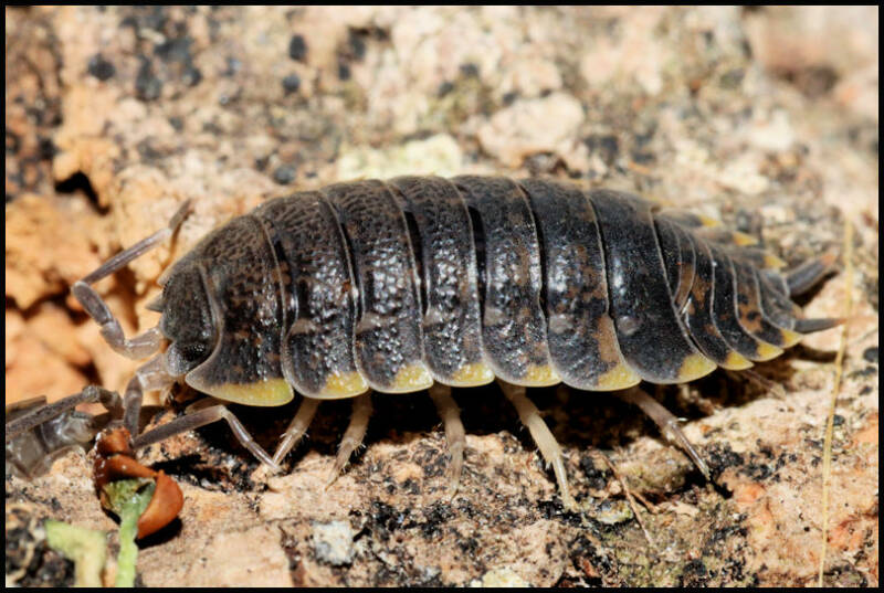 Trachelipus caucasius