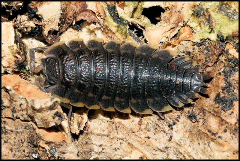 Trachelipus caucasius