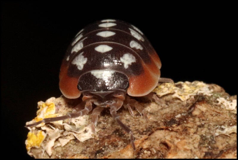 Armadillidium klugii 'Slano'