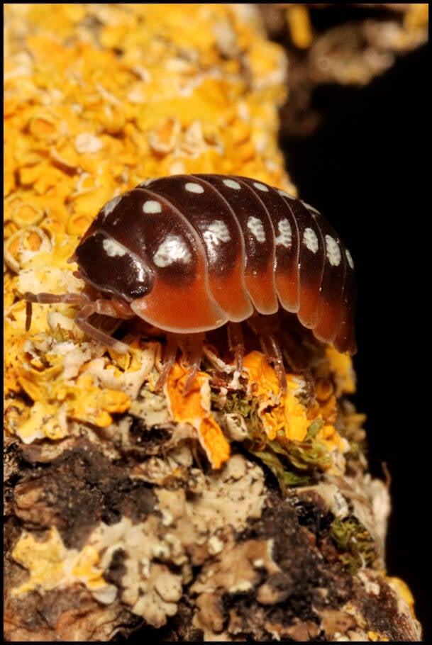 Armadillidium klugii 'Slano'