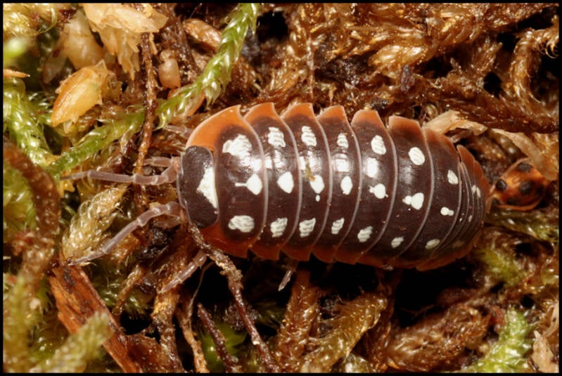 Armadillidium klugii 'Slano'