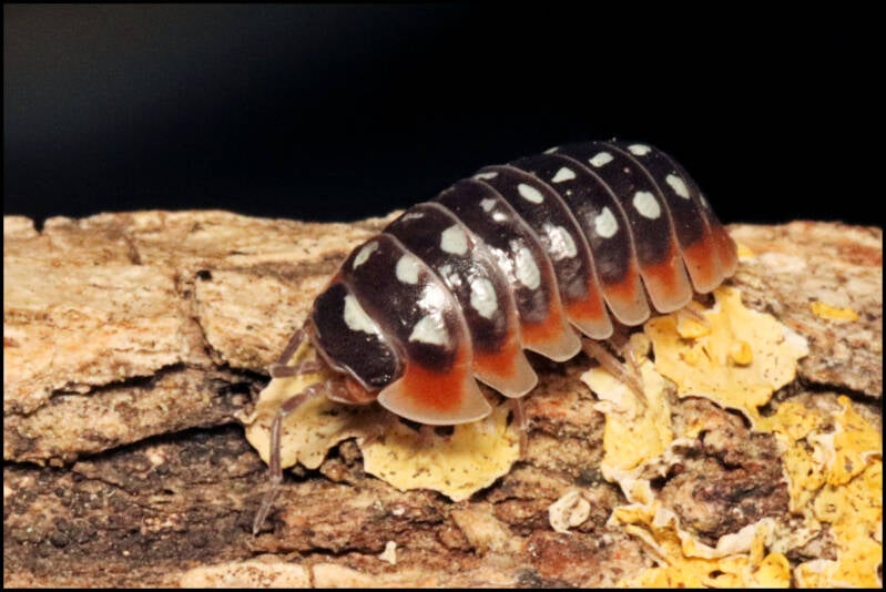 Armadillidium klugii 'Slano'