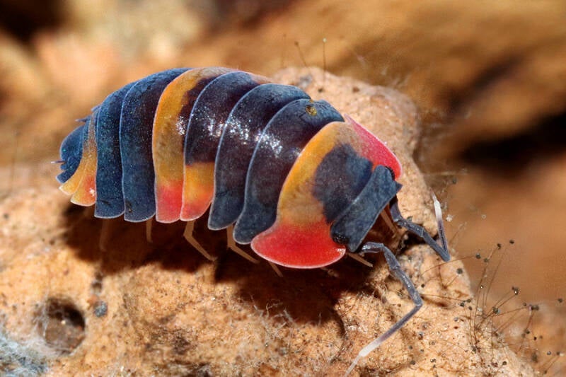 Ardentiella spec. 'tricolor'