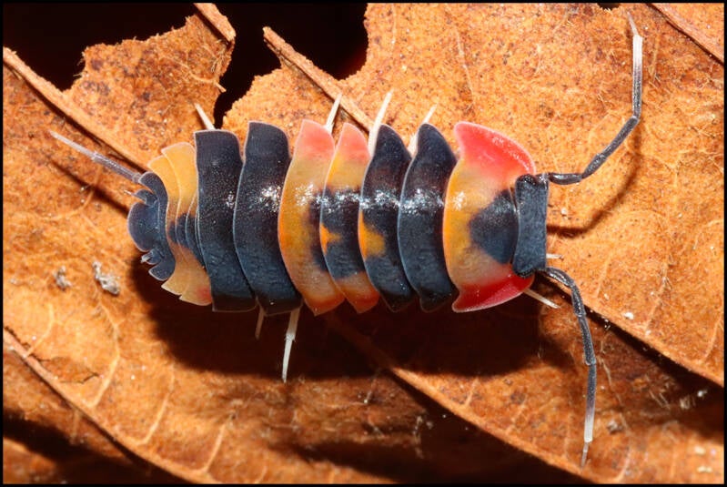 Ardentiella spec. 'tricolor'