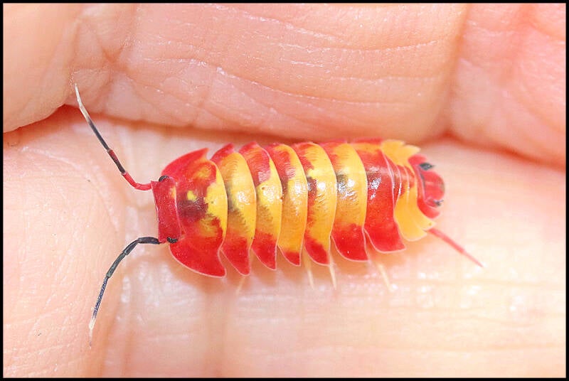 Ardentiella spec. 'scarlet'