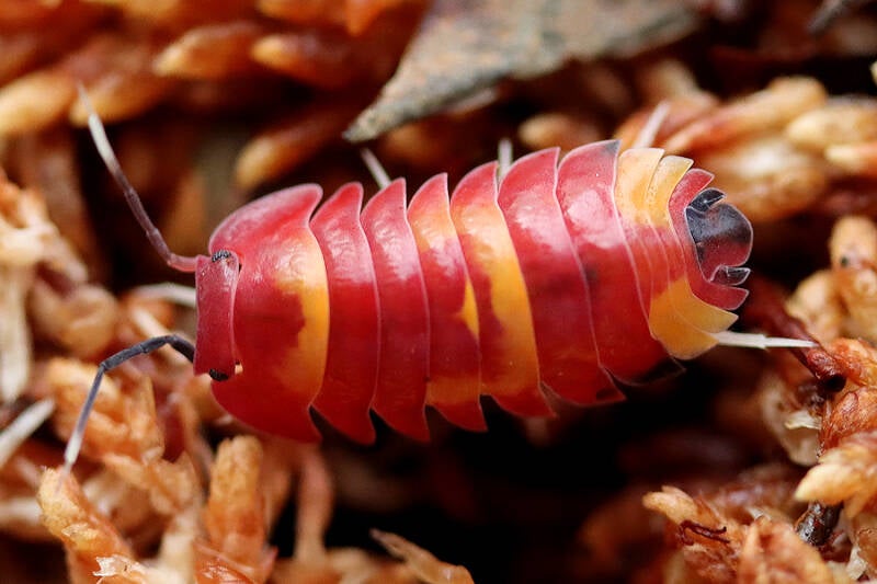 Ardentiella spec. 'scarlet'