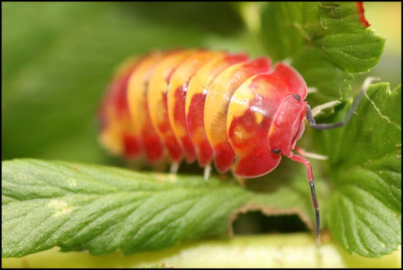 Ardentiella spec. 'scarlet'