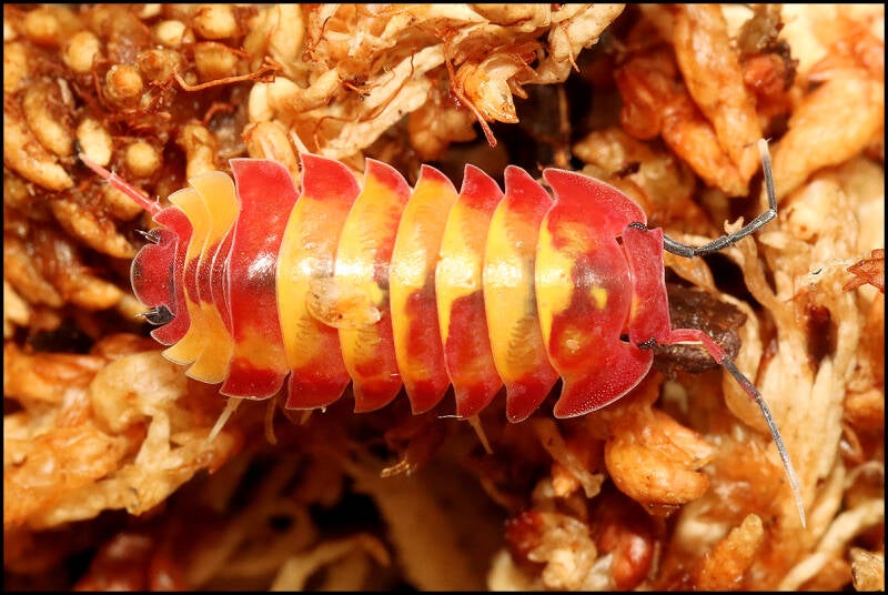 Ardentiella spec. 'scarlet'
