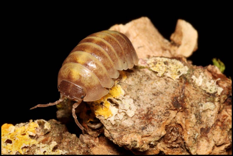 Armadillidium badium 'Casteldaccia'