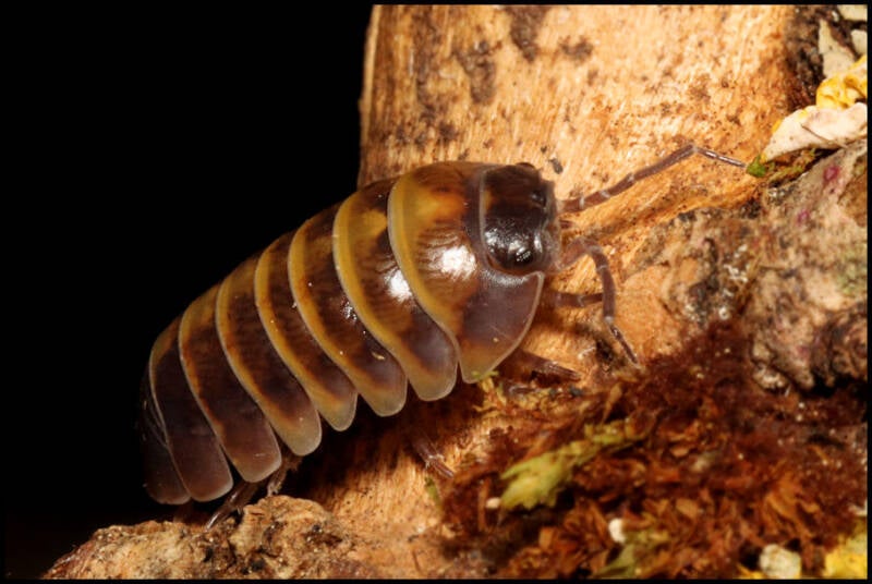 Armadillidium badium 'Casteldaccia'