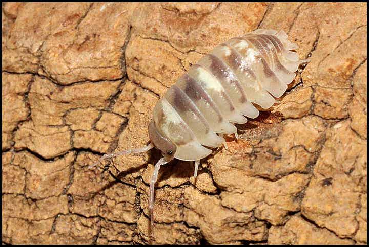 13 x Armadillidium espanyoli 'marbleized'