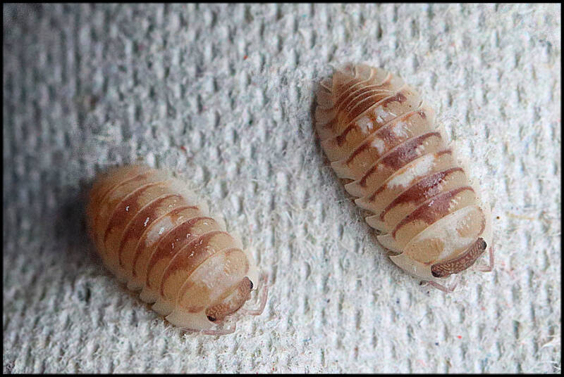 Armadillidium espanyoli 'marbleized'