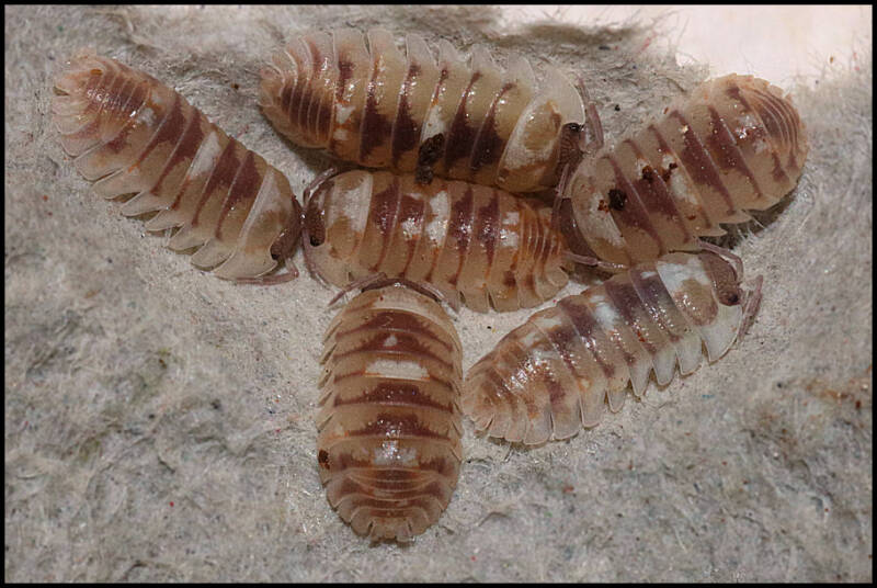 Armadillidium espanyoli 'marbleized’