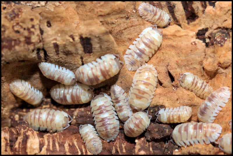 Armadillidium espanyoli 'marbleized’