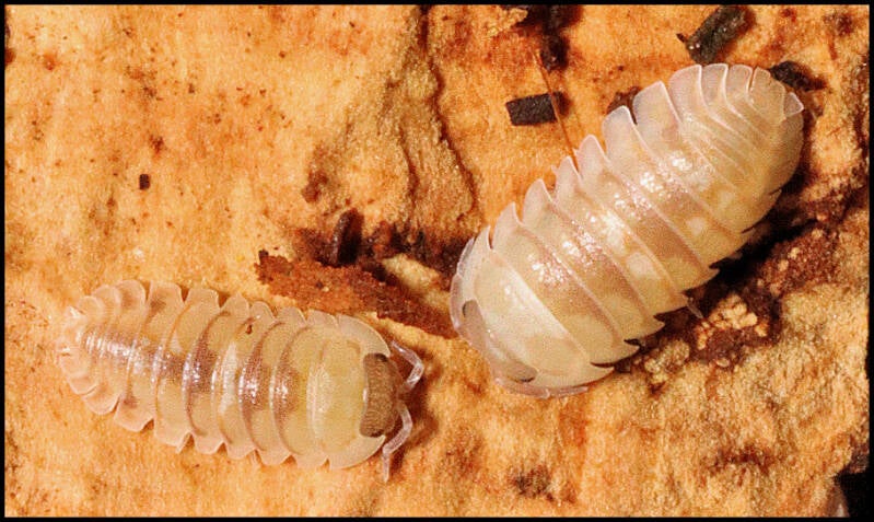 Armadillidium espanyoli 'marbleized’
