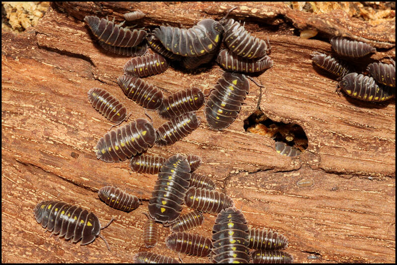 Armadillidium germanicum 'Adige Valley'