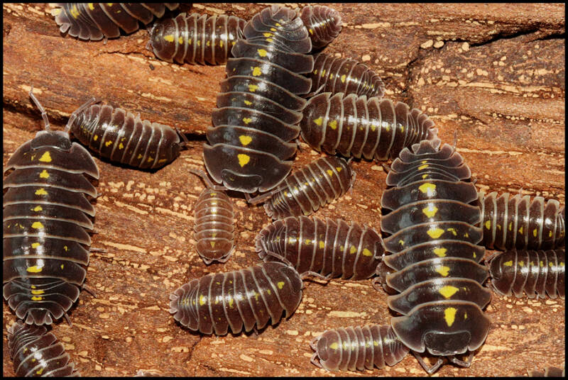Armadillidium germanicum 'Adige Valley'