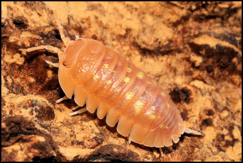 Armadillidium granulatum 'naranjito'