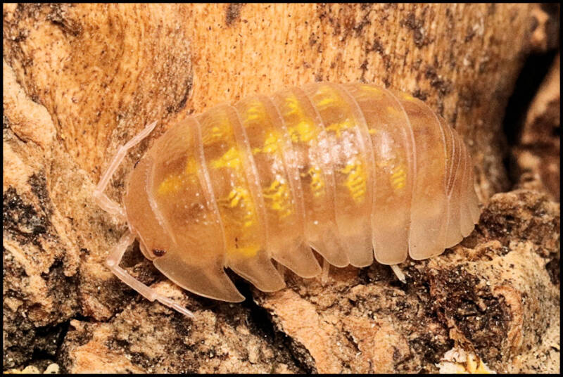 Armadillidium granulatum 'soft orange'