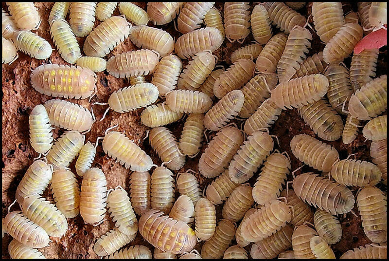 Armadillidium granulatum 'soft orange'