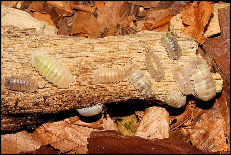 Armadillidium granulatum 'white pearl koi'