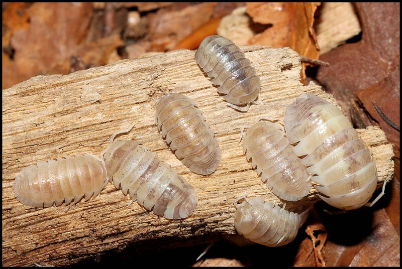 Armadillidium granulatum 'white pearl koi'