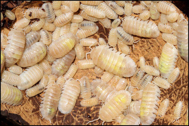 Armadillidium granulatum 'white pearl koi'