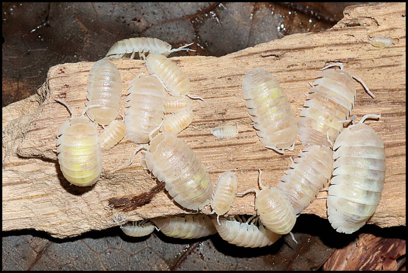 Armadillidium granulatum 'white pearl koi'