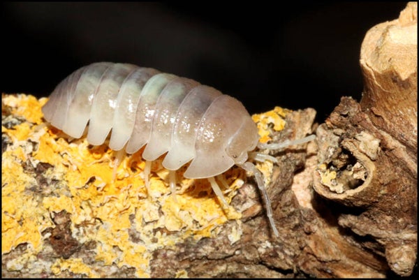 13 x Armadillidium granulatum 'white pearl'