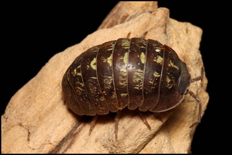 Armadillidium marinensium