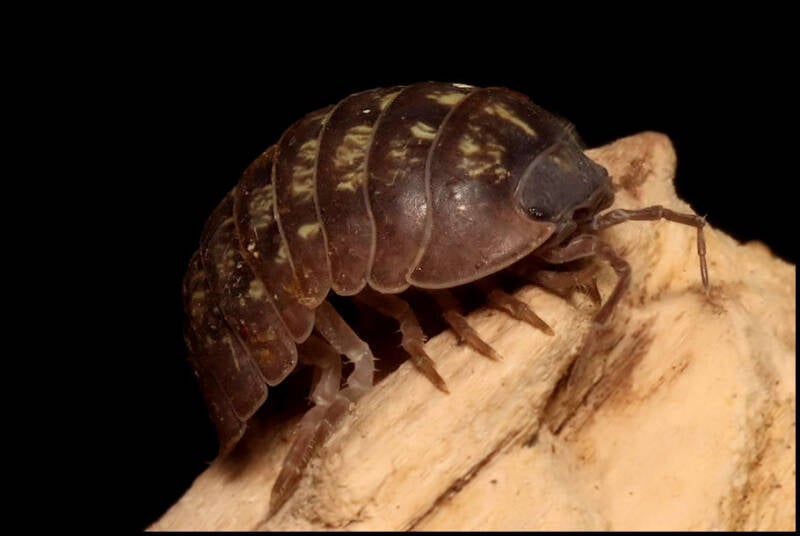 Armadillidium marinensium