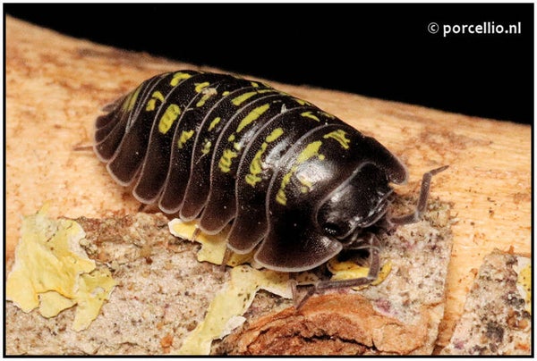 13 x Armadillidium ponalense