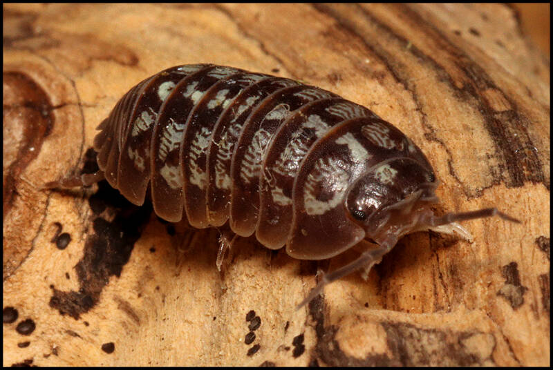 Armadillidium simoni 'Villeneuve-Lubert'