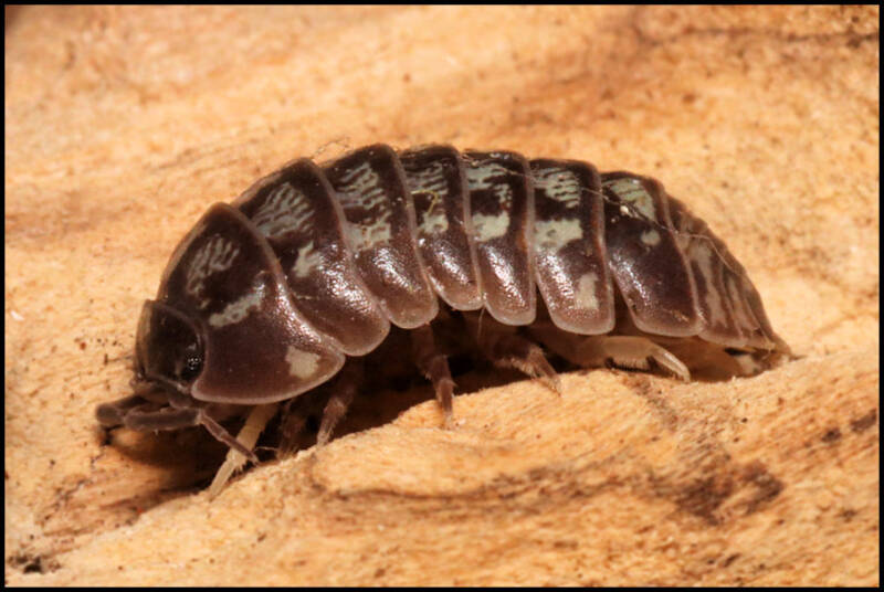 Armadillidium simoni 'Villeneuve-Lubert'