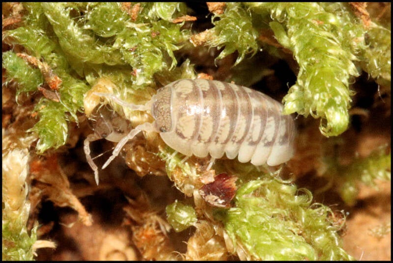 Armadillidium tunisiense