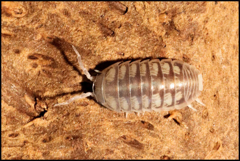Armadillidium tunisiense