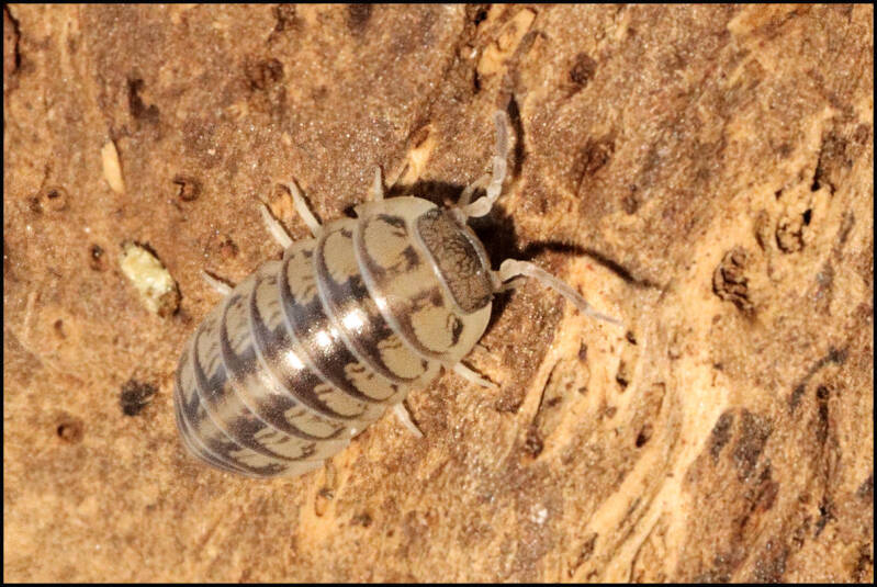 Armadillidium tunisiense