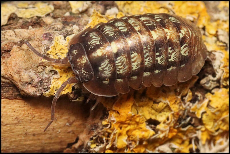 Armadillidium vallombrosae 'Marmore falls'