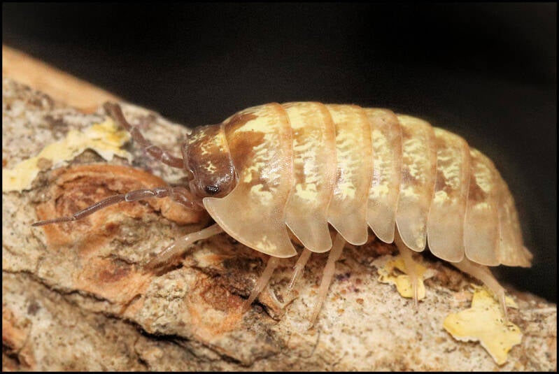 Armadillidium vallombrosae 'Marmore falls'