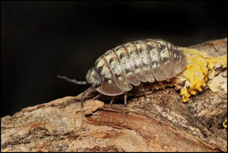 Armadillidium vallombrosae 'Marmore falls'