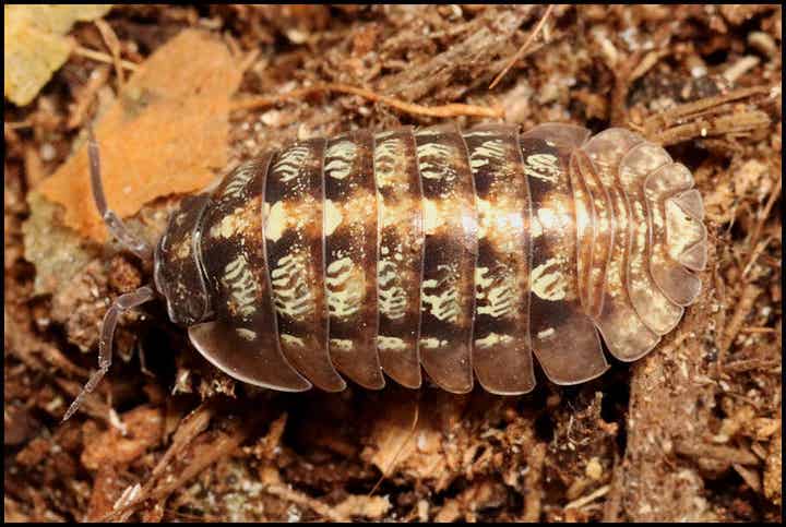 13 x Armadillidium vallombrosae 'Marmore falls'