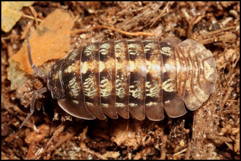 Armadillidium vallombrosae 'Marmore falls'