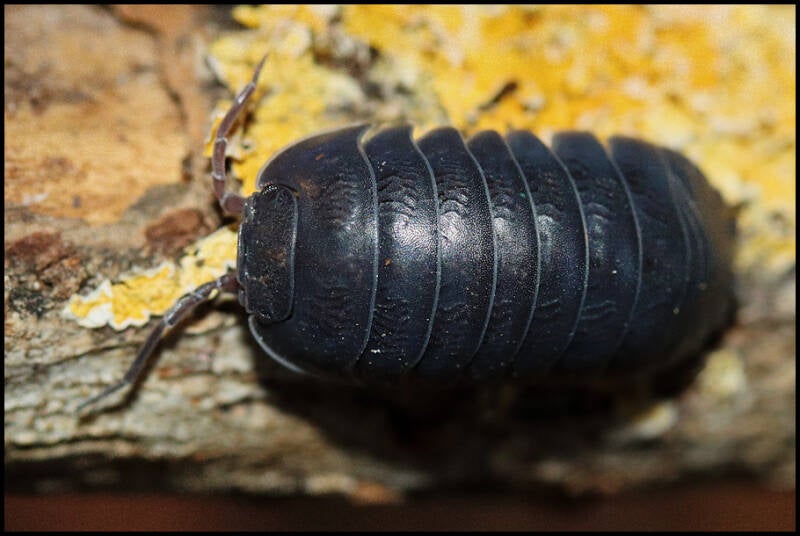 Armadillidium vallombrosae 'Marmore falls'