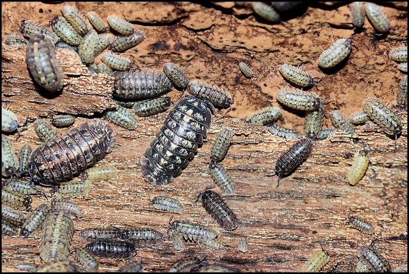 Armadillidium vallombrosae 'Marmore falls'